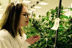 millennials-in-cannabis